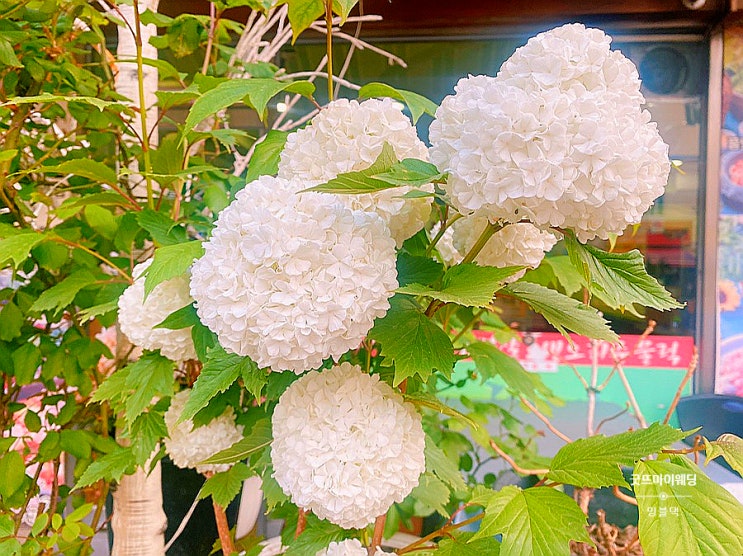  공 같은 동그란 수국, 이거 수국이 아니라-.