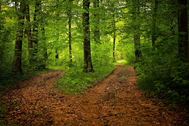 5월의 추천 국유림 명품 숲 청옥산 생태 경영 숲