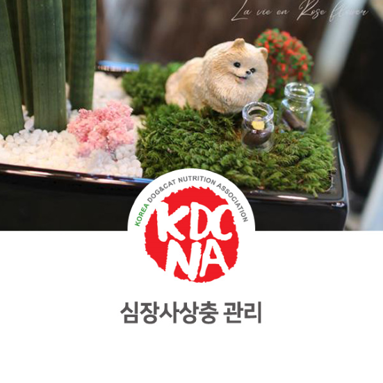  [최수연펫푸드아카데미/한국반려동물영양협회/펫푸드자격증/강아지자연식/고양이] 여름철 반려동물 심장사상충을 조심하세요_780