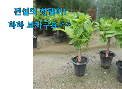 후기 보니 요녀석이 가장 잘팔리네요 실속있는 뱅갈 고무나무 화분 어마어마한 갓템 찾았습니다! 추천합니다! 후기 보니 요녀석이 가장 잘팔리네요 실속있는 뱅갈 고무나무 화분 어마어마한 갓템 찾았습니다! 추천합니다!
