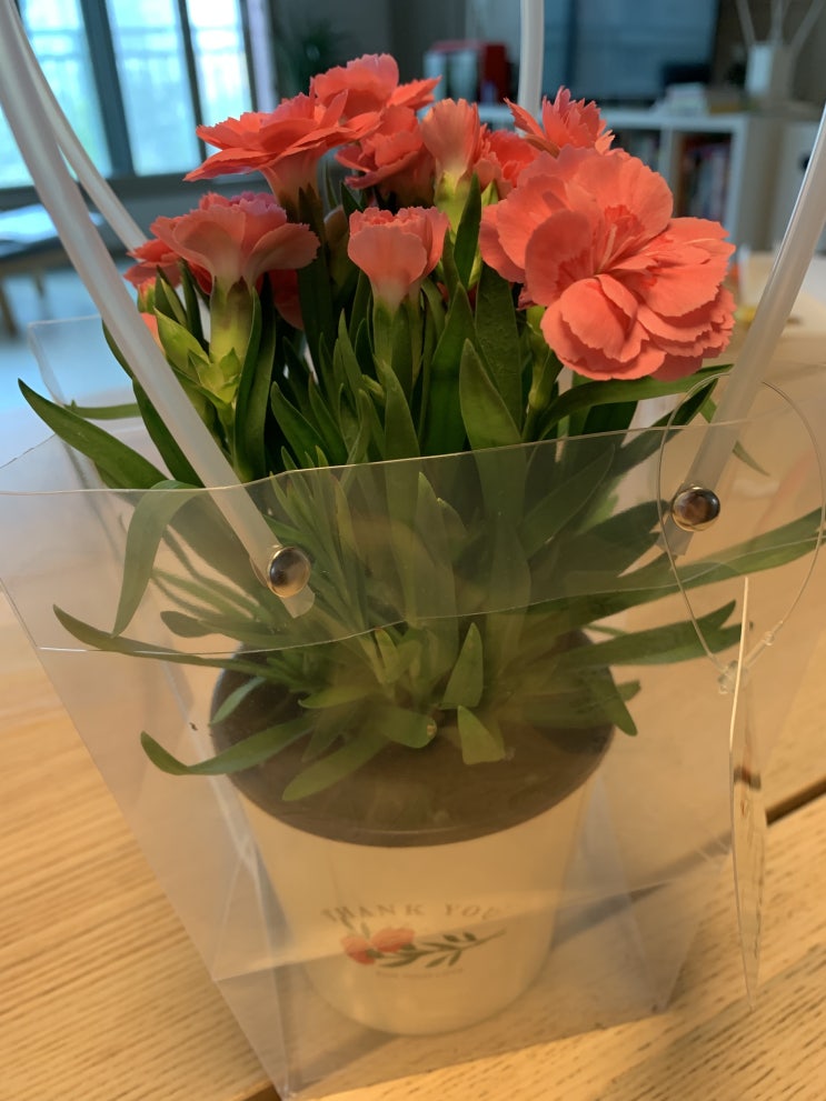  어버이날 선물 추천, 다이소 미니 카네이션 생화