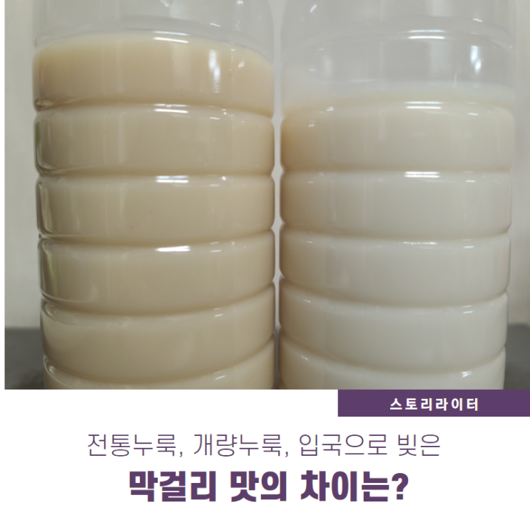  누룩 종류(전통누룩, 개량누룩, 입국)에 따른 전통주 막걸리 맛의 차이 직접 비교해 보니?