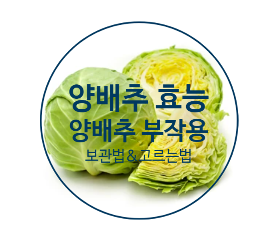 삶은 양배추 효능 & 부작용 위염에 좋은 이유 총정리