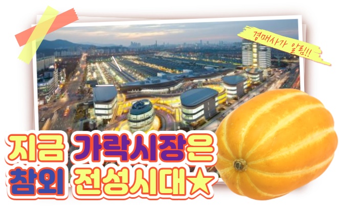  지금 가락시장은 참외 전성시대!!!