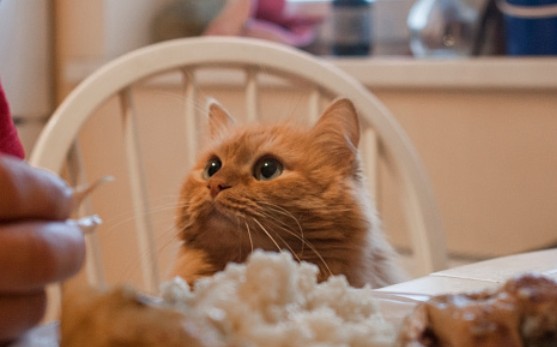 고양이 쌀밥, 고양이는 쌀을 먹을 수 있을까?? 고양이와 집사가 겸상하는 법