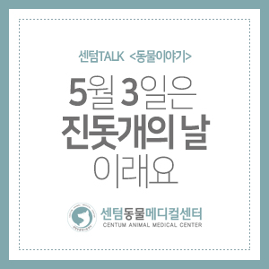  센텀TALK <동물이야기> 5월 3일은 진돗개의 날이래요