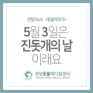 센텀TALK &lt;동물이야기&gt; 5월 3일은 진돗개의 날이래요