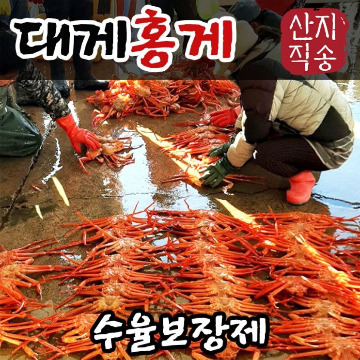 리뷰가 좋은 대게 홍게 박달대게 연지홍게 울진 후포리 영덕대게 산지직송, 1번옵션 (바로밑 옵션표참조) 추천합니다 리뷰가 좋은 대게 홍게 박달대게 연지홍게 울진 후포리 영덕대게 산지직송, 1번옵션 (바로밑 옵션표참조) 추천합니다
