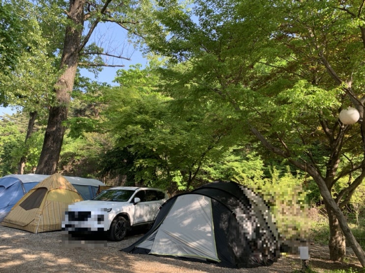  문수골 힐링 캠핑장 C1 자리   애견동반 [[내돈내산]]