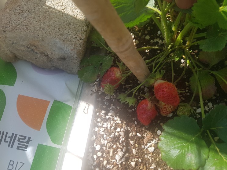 딸기모종키우기-직접 키운 딸기 수확 !