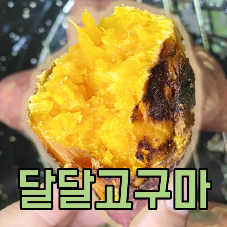 핵가성비 좋은 해남 꿀 호박 햇고구마 밤고구마 베니하루카 3kg 5kg 10kg, 고구마3kg 좋아요