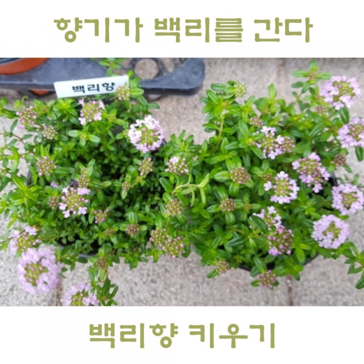  백리향 키우기 섬백리향 유사종 노지월동 가능한 지피식물