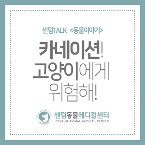  센텀TALK <동물이야기> 카네이션! 고양이에게 위험해!
