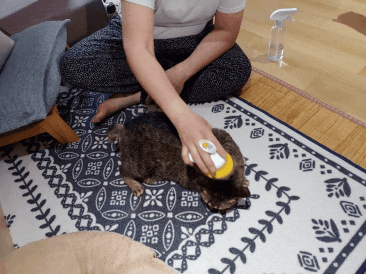  고양이 털 관리 기본은 빗질 자주 하기!