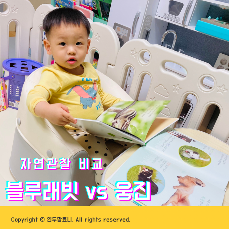 자연관찰 전집 비교 블루래빗 vs 웅진 땅친구물친구 자연관찰 전집 비교 블루래빗 vs 웅진 땅친구물친구
