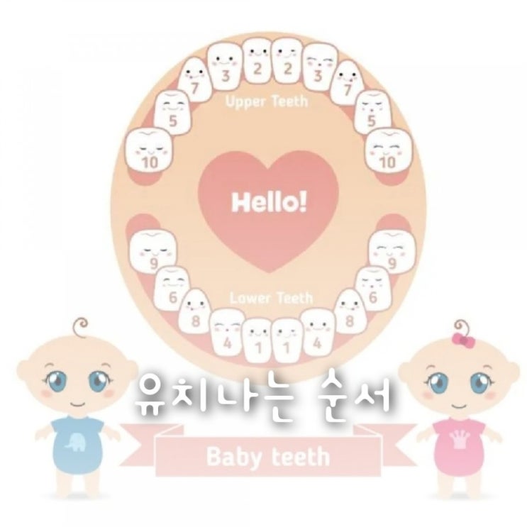 아기 유치 나는 시기 및 순서 아기 유치 나는 시기 및 순서