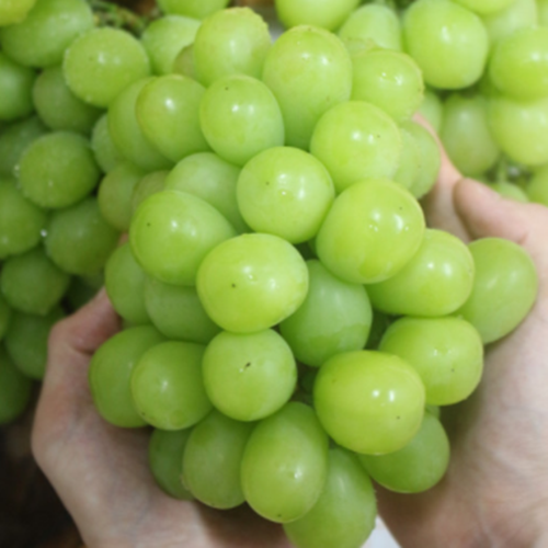 선호도 높은 샤인머스켓 산지직송 프리미엄 씨없는 고당도 망고포도 1kg 2kg 선물세트 ··· 선호도 높은 샤인머스켓 산지직송 프리미엄 씨없는 고당도 망고포도 1kg 2kg 선물세트 ···