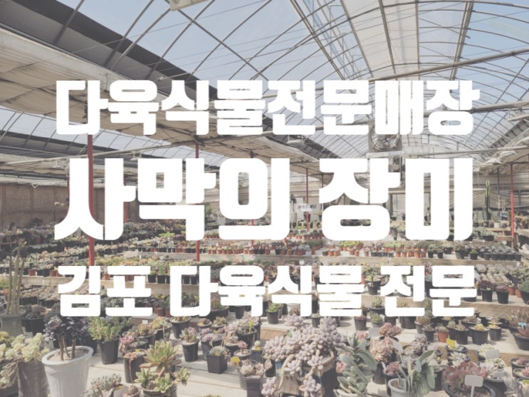  김포 사우동 다육식물 전문매장 '사막의 장미'에서 코노피툼이랑 별의눈물 사왔어요