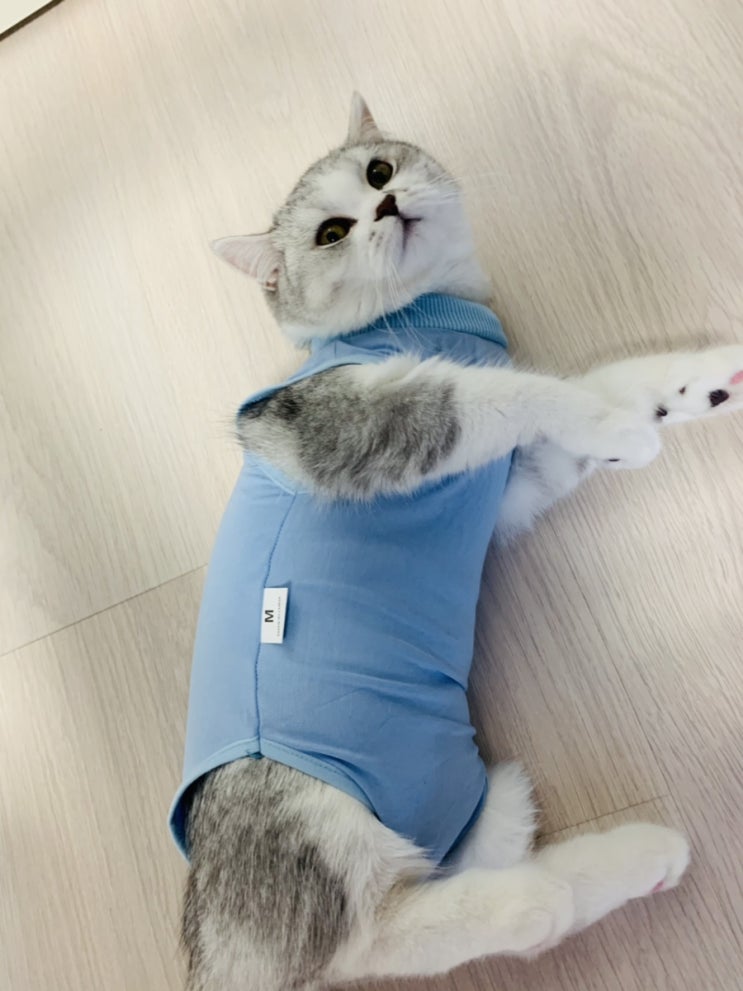  고양이 환묘복 / 중성화 수술전 준비하기&적응기