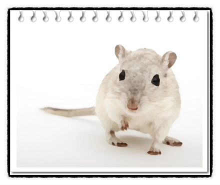  몽골리안 저빌(mongolian gerbil)가격,분양 및 키우기에 대해