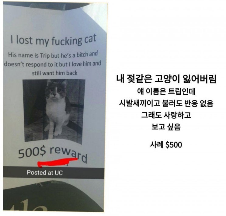  내 젖같은 고양이 잃어버림