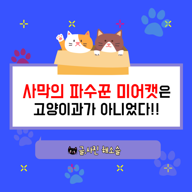  사막의 파수꾼 미어캣은 고양이과가 아니었다!!