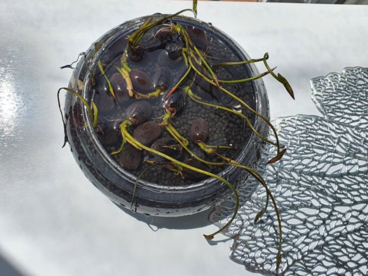 미니연꽃키우기 : 수경재배식물 물갈이 방법과 화병관리 방법