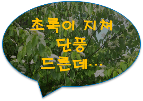 눈이 부시게 푸르른 날은 그리운 사람을... [서정주 -푸르른 날]