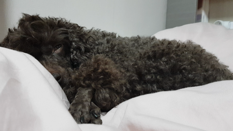  강아지키우는비용 궁금하시죠! /소형견은 한달에 얼마쯤...?