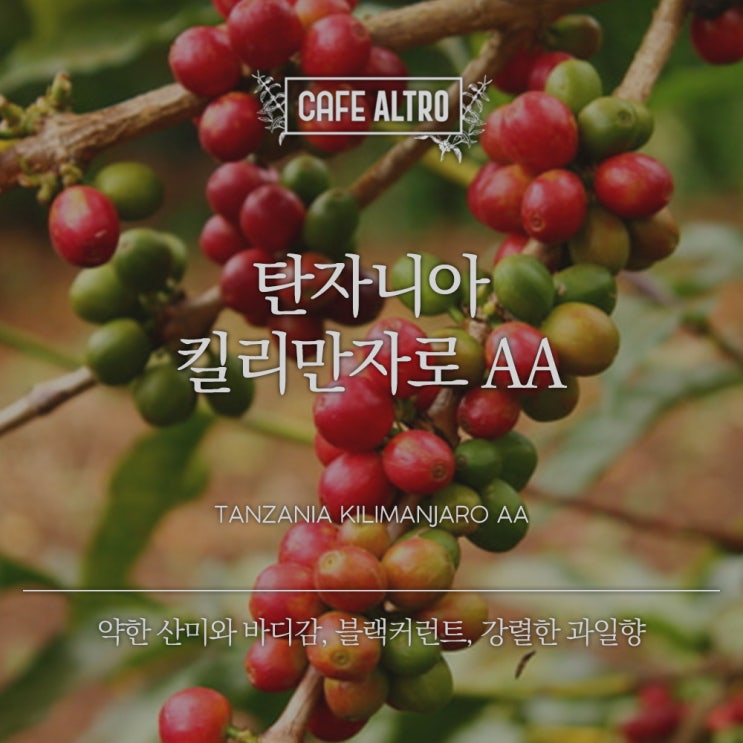  탄자니아 커피 종류와 특징의 모든것!!(킬리만자로(Killimanjaro, 탄자니아AA(Tanzania AA)), 모시(Moshi), 음베야(Mbeya))