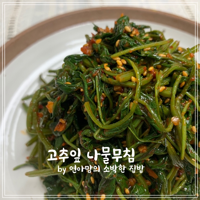 고추잎 고춧잎 무침 나물 만드는 법 고추잎효능 영양가득한 제철 나물 반찬 요리