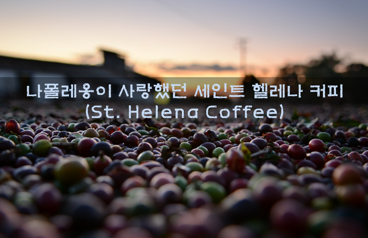  세계 3대 명품커피 세인트헬레나 커피 종류와 특징의 모든것!!