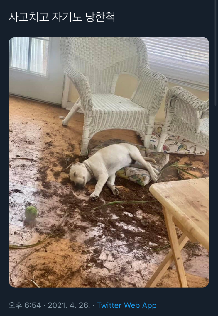  보고가세요