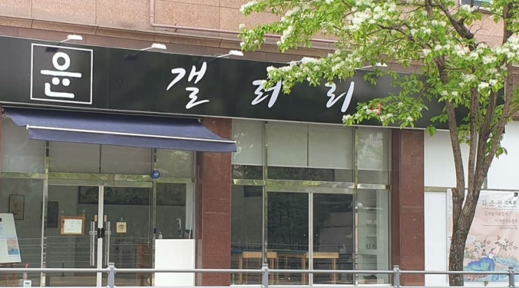  윤갤러리 앞에 이팝나무가 피었어요~