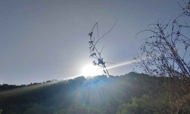 오늘 아리산(다산고 뒤)의 햇살 오늘 아리산(다산고 뒤)의 햇살