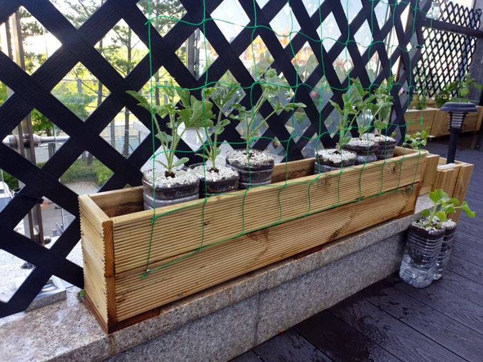 테라스 식물 키우기-페트병 자동 급수 화분 만들기 / 수박, 참외 키우기