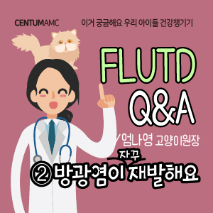  고양이 하부 요로계 질환 FLUTD Q&A ②방광염이 자꾸 재발해요 (센텀동물메디컬센터 엄나영 고양이원장)