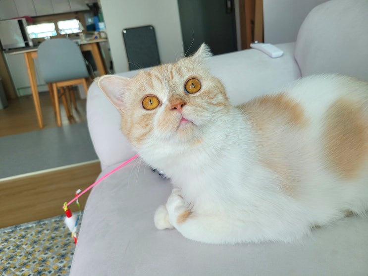  털 복숭이 고양이 셀프 미용하기 ::