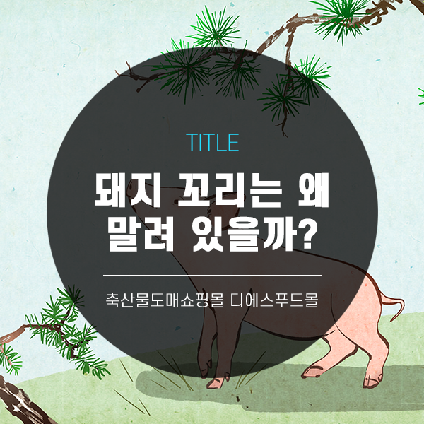 [디푸의 고기정보]돼지 꼬리는 왜 말려 있을까?