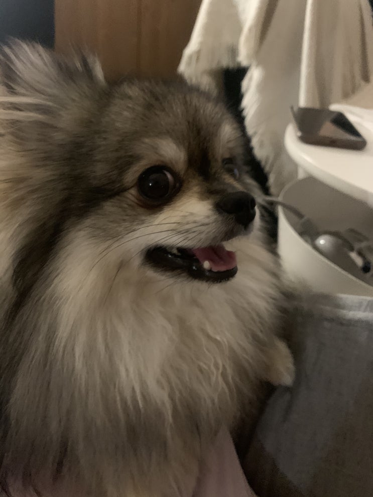 꾸꾸는 헥헥한다