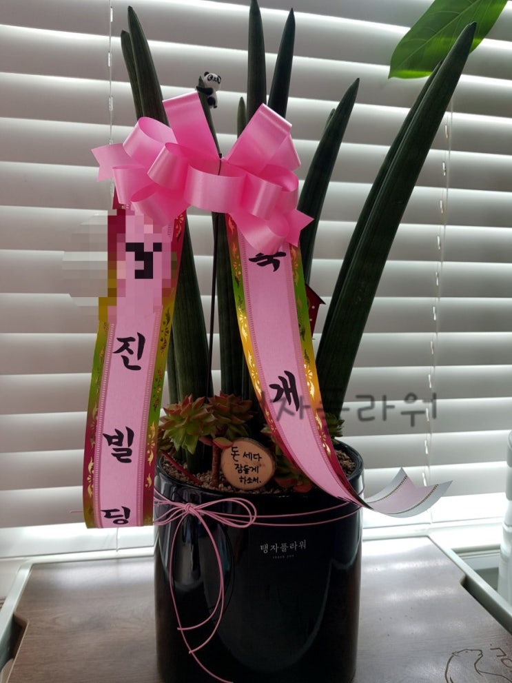  전주개업화분배달 탱자의작은정원:)전국화분배달