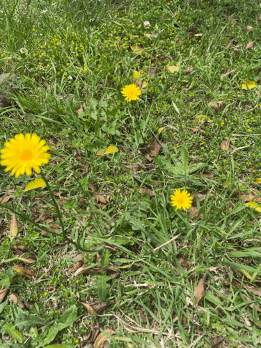  제인의 일상 - 라토 커피 제주, 키친요디