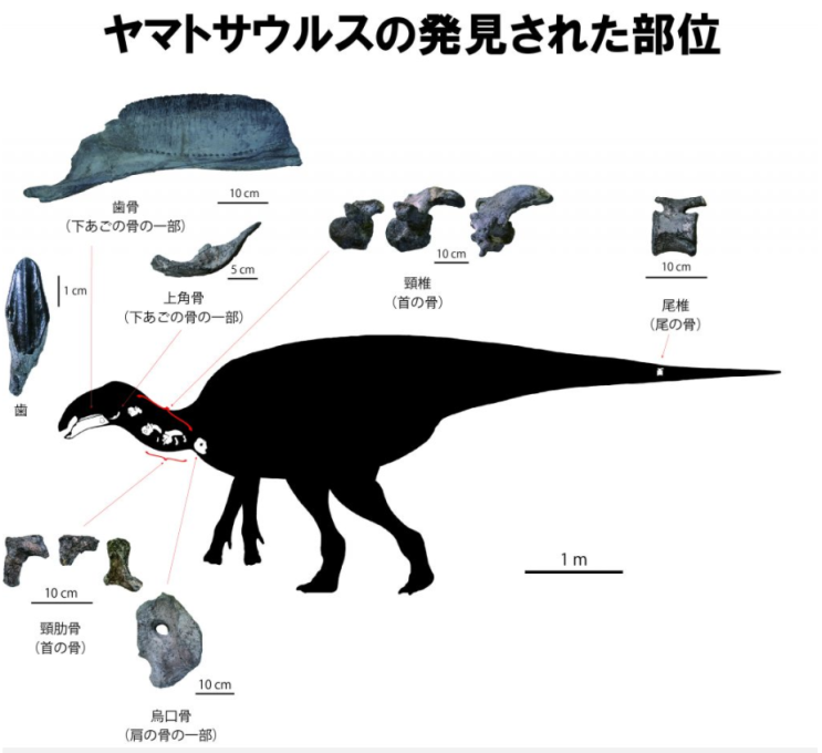  <天声人語 천성인어> 2021.05.04 新発見と名前 신(新)발견과 이름