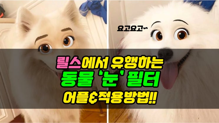  고양이,강아지 눈,카툰 필터 사용법! 릴스 트렌드라던데? 스냅챗 어플로 하는 방법 소개 :)