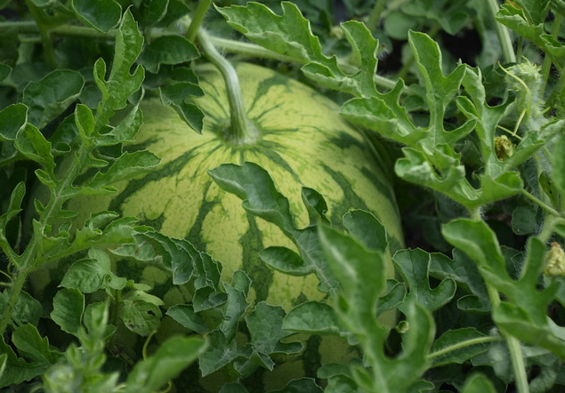  라오스 동남아 열대 과일 채소 더위엔 수박, watermelon 효능 효과 먹는 방법 부작용