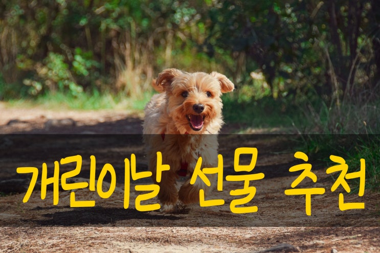  다가오는 개린이날 강아지선물 추천합니다 : 산책 입욕제 영양제