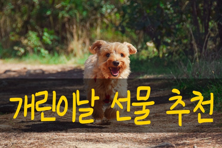 다가오는 개린이날 강아지선물 추천합니다 : 산책 입욕제 영양제