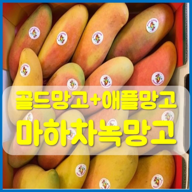  마하차녹 망고란?(Maha Chanok)