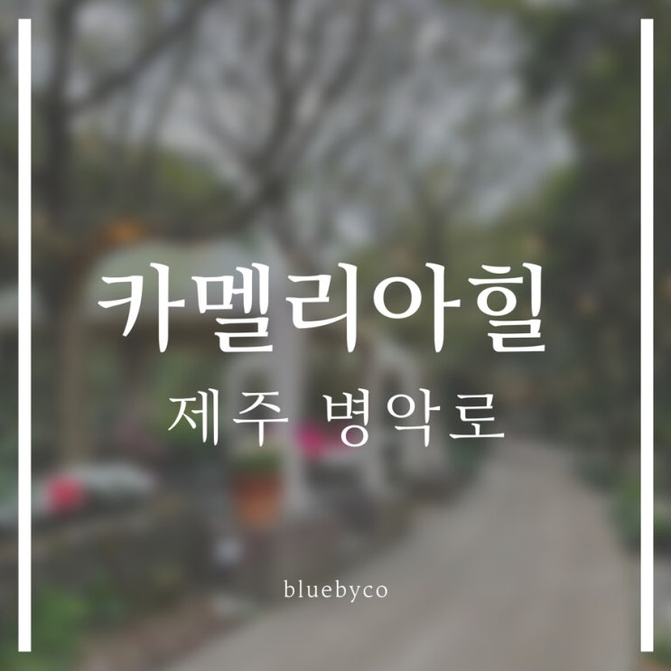  [제주 병악로] 카멜리아 힐, 동백과 사진을 찍다