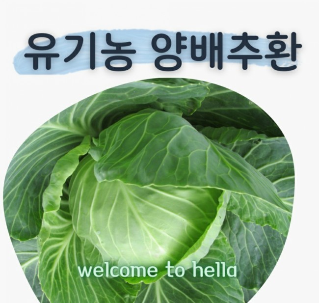  양배추환으로 위염,식도염 예방해요~한국인 위암발생1위ㅠㅠ